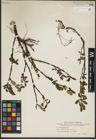 Foto von Salix pulchra Cham.